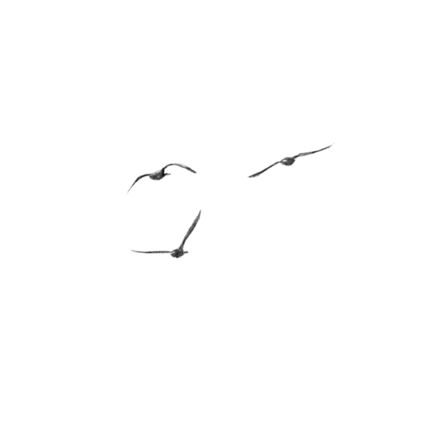 tres ocells